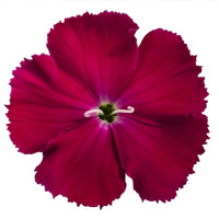 Гвоздика китайська Diana rose shades, 50 шт, Hem Genetics