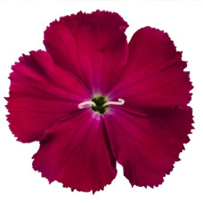Гвоздика китайська Diana rose shades, 50 шт, Hem Genetics