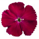 Гвоздика китайська Diana rose shades, 50 шт, Hem Genetics