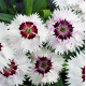 Гвоздика китайська Diana loving white, 10 шт, Hem Genetics