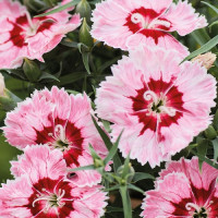 Гвоздика китайська Diana radiant scarlet, 250 шт, Hem Genetics