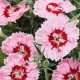 Гвоздика китайська Diana radiant scarlet, 250 шт, Hem Genetics