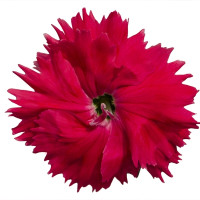 Гвоздика китайська Diana salmon, 1000 шт, Hem Genetics