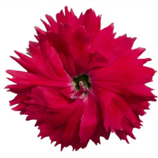 Гвоздика китайська Diana salmon, 50 шт, Hem Genetics