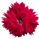 Гвоздика китайська Diana salmon, 250 шт, Hem Genetics