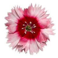 Гвоздика кит Diana scarlet picotee