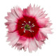 Гвоздика кит Diana scarlet picotee