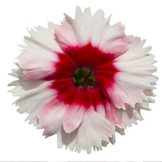 Гвоздика китайська Diana red centred white improved, 1000 шт, Hem Genetics
