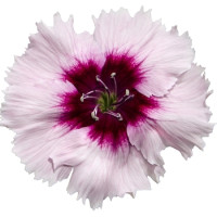 Гвоздика китайська Diana purple centred white, 1000 шт, Hem Genetics