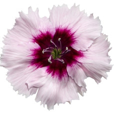 Гвоздика кит Diana purple centred white