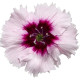 Гвоздика китайська Diana purple centred white, 1000 шт, Hem Genetics