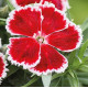 Гвоздика китайська Diana Scarlet Bicolor, 50 шт, Hem Genetics