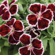 Гвоздика китайська Diana Crimson Bicolor, 250 шт, HemGenetics