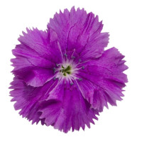 Гвоздика китайська Diana blueberry, 1000 шт, Hem Genetics