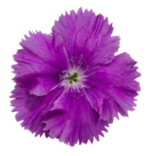 Гвоздика китайська Diana blueberry, 10 шт, Hem Genetics
