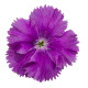 Гвоздика китайська Diana blueberry, 1000 шт, Hem Genetics