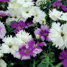 Гвоздика китайська Diana lavandina mixture, 1000 шт, Hem Genetics