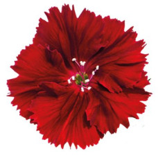 Гвоздика кит Diana crimson
