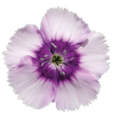 Гвоздика кит Diana lavender picotee