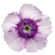 Гвоздика китайська Diana lavender picotee, 1000 шт, Hem Genetics