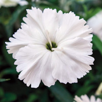 Гвоздика китайська Divinity white, 1000 шт, HemGenetics