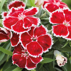 Гвоздика китайська Divinity scarlet bicolor, 10 шт, HemGenetics