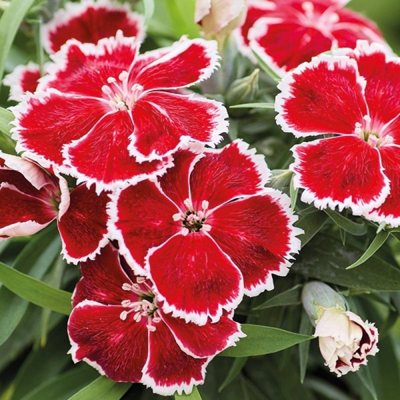 Гвоздика китайська Divinity scarlet bicolor, 10 шт, HemGenetics