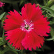 Гвоздика китайська Divinity red, 50 шт, HemGenetics