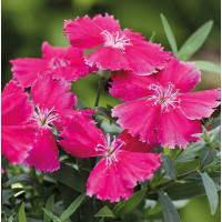 Гвоздика китайська Divinity rose, 10 шт, HemGenetics
