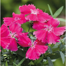 Гвоздика китайська Divinity rose, 10 шт, HemGenetics
