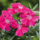 Гвоздика китайська Divinity rose, 10 шт, HemGenetics