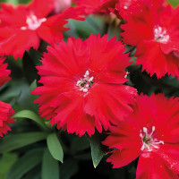 Гвоздика китайська Divinity scarlet, 10 шт, HemGenetics