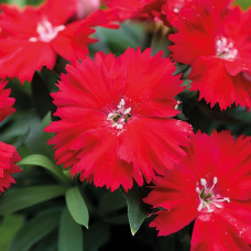 Гвоздика китайська Divinity scarlet, 10 шт, HemGenetics