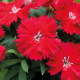 Гвоздика китайська Divinity scarlet, 10 шт, HemGenetics