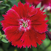 Гвоздика китайська Divinity crimson, 1000 шт, HemGenetics