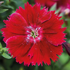 Гвоздика китайська Divinity crimson, 10 шт, HemGenetics