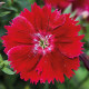 Гвоздика китайська Divinity crimson, 10 шт, HemGenetics