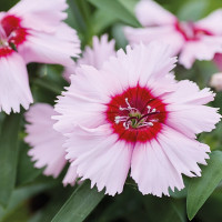 Гвоздика китайська Divinity purple centered white, 10 шт, HemGenetics