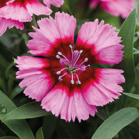 Гвоздика китайська Divinity crimson picotee, 10 шт, HemGenetics