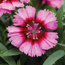 Гвоздика китайська Divinity crimson picotee, 10 шт, HemGenetics