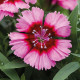 Гвоздика китайська Divinity crimson picotee, 10 шт, HemGenetics