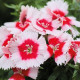 Гвоздика китайська Divinity red centered white, 250 шт, HemGenetics