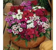 Гвоздика гібридна - Dianthus hybrida