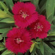 Гвоздика гібридна  IDEAL SELECT RED, 1000 шт, PanAmerican