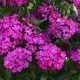 Гвоздика міжвидова JOLT Purple, 5 шт, PanAmerican