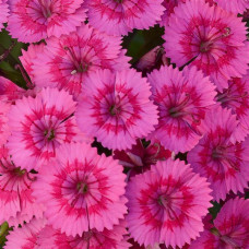 Гвоздика міжвидова JOLT PINK, 5 шт, PanAmerican