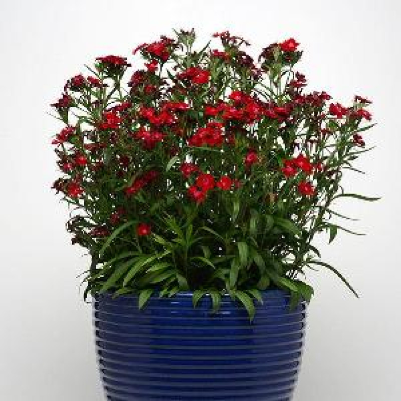 Гвоздика міжвидова Rockin'™ Red, 25 шт, Panamerican