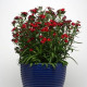 Гвоздика міжвидова Rockin'™ Red, 25 шт, Panamerican