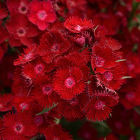 Гвоздика міжвидова Rockin'™ Red, 5 шт, Panamerican