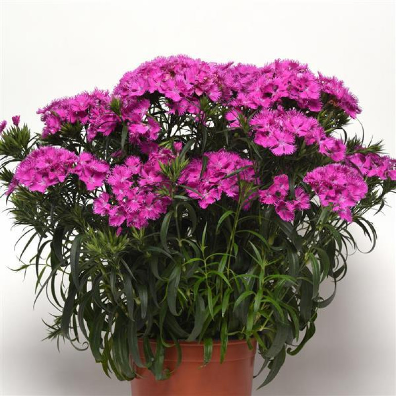 Гвоздика міжвидова Rockin'™ Purple, 1000 шт, Panamerican